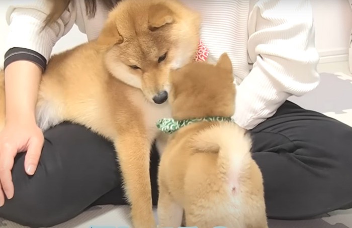 懲りない子犬