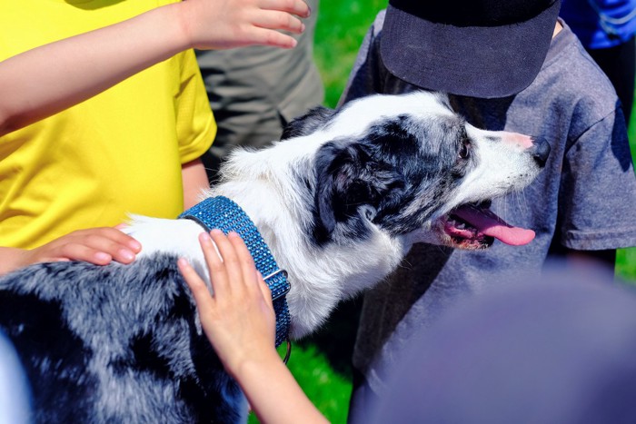 撫でられる二匹の犬