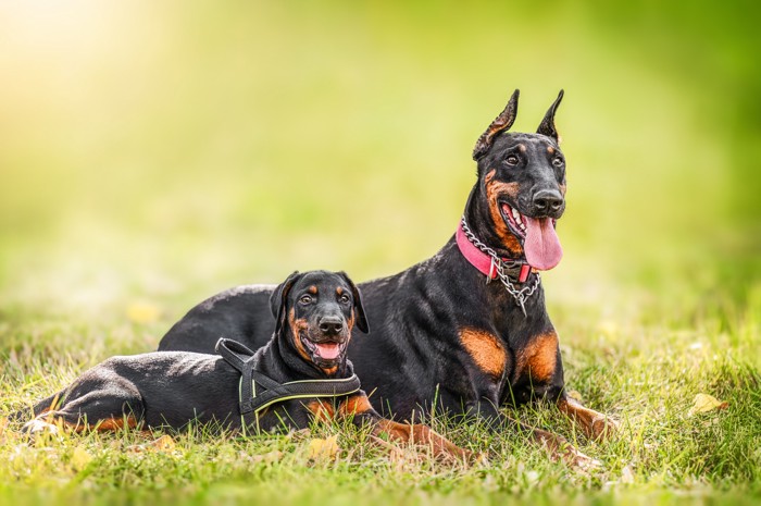 原っぱに伏せるドーベルマンの子犬と成犬