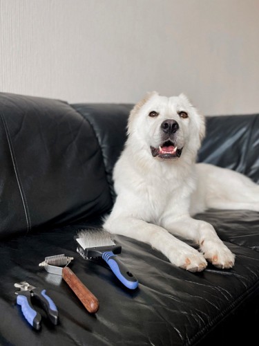ソファに伏せする白い犬とお手入れ道具 