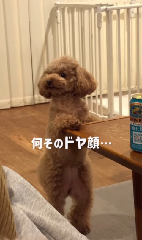トイレの報告をするジュリちゃん
