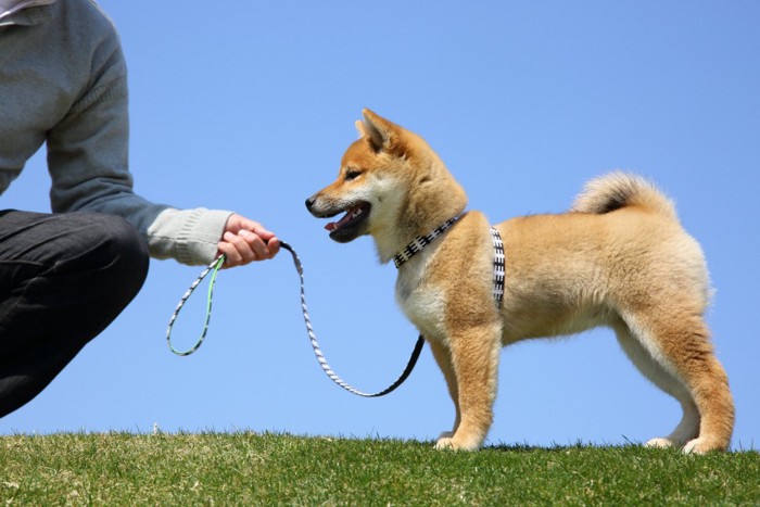 柴犬の子犬