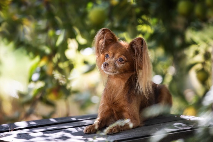 木陰で伏せる穏やかな表情のロシアントイテリア