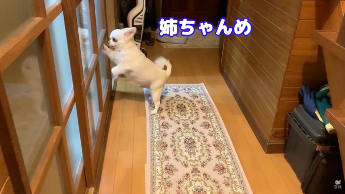 お姉ちゃんと喧嘩した時のコハクくん⑩