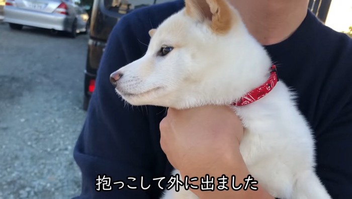 抱っこしてもらう犬