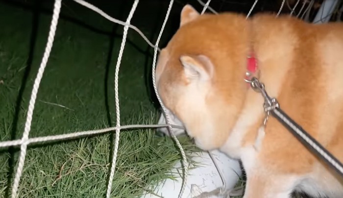 草むらに顔を近づける柴犬