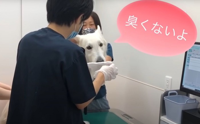 ティッシュを嗅ぐ犬