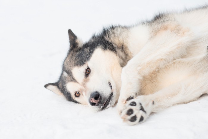 雪の上に寝転んで穏やかな表情を浮かべるアラスカンマラミュート