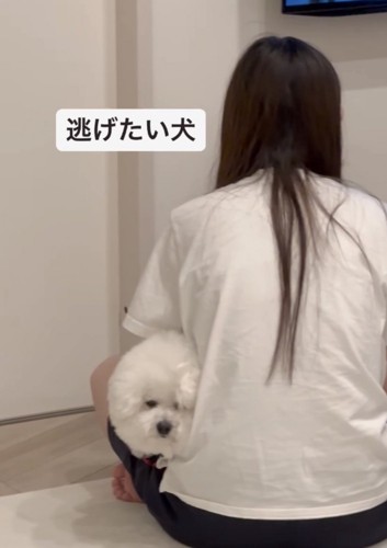 ヘッドロックされる犬2