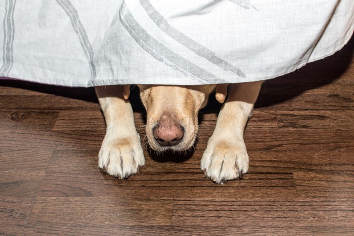 隠れる犬