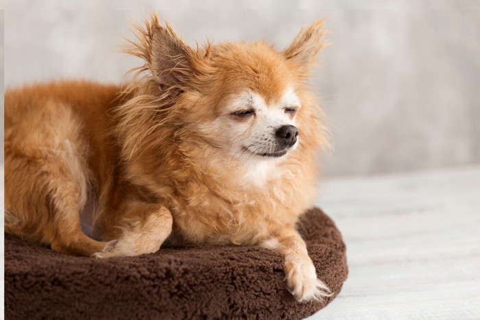 カートで散歩している犬