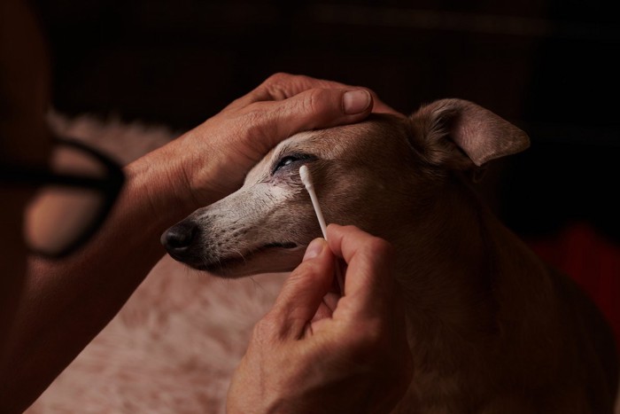 綿棒で目を拭かれる犬