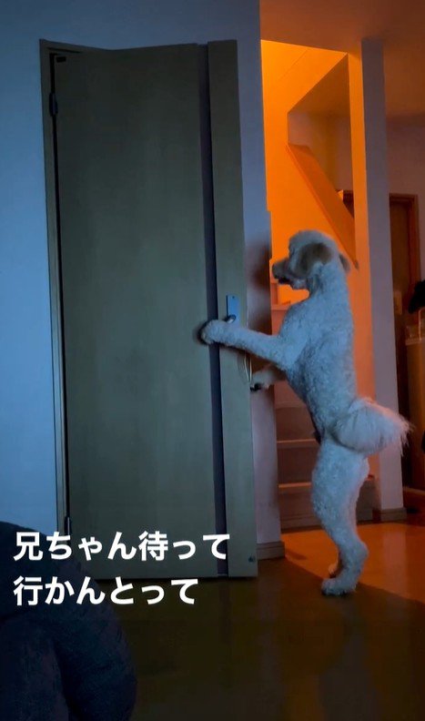 ますお君の人間のような行動8
