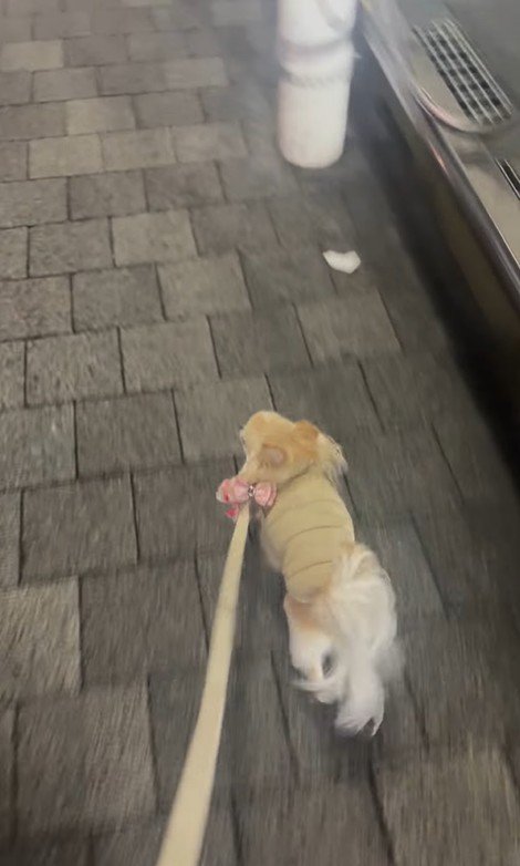 お迎えに来てくれたプティちゃん9