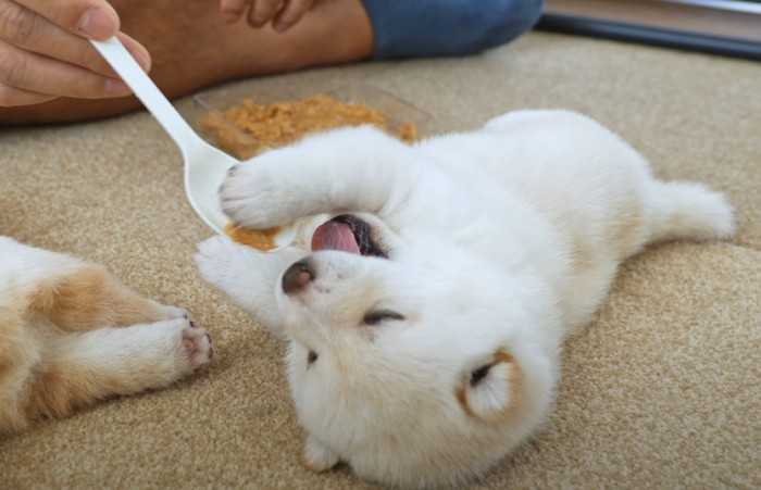 寝転がった子犬にご飯をあげる人