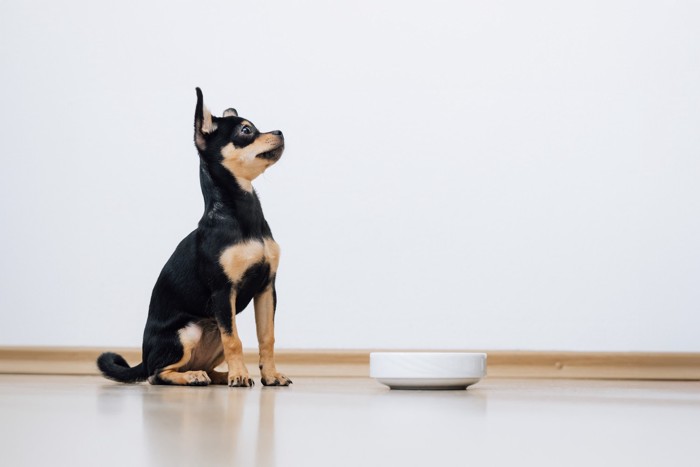 食器の前に座ってフードを待っている犬
