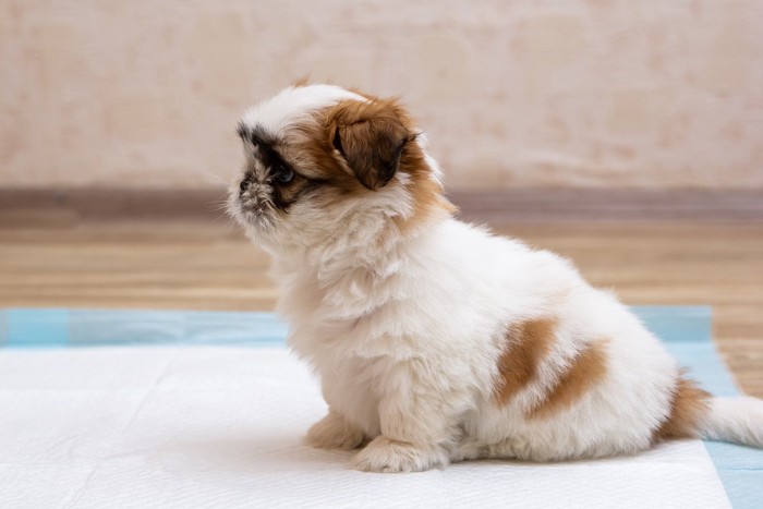 ペットシーツの上でしゃがむ子犬