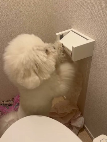 トイレットペーパーを転がして、床にペーパーを落とす犬