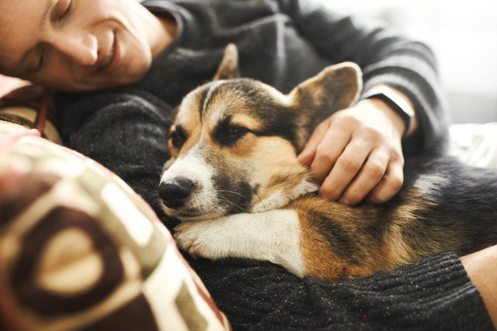 男性に抱かれてうっとりする犬