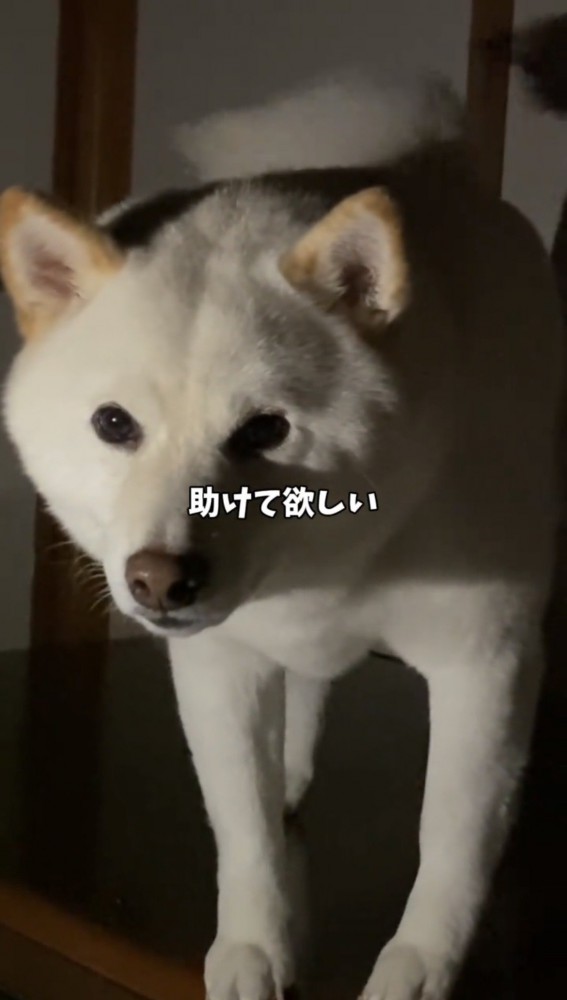 床に降りて座る犬