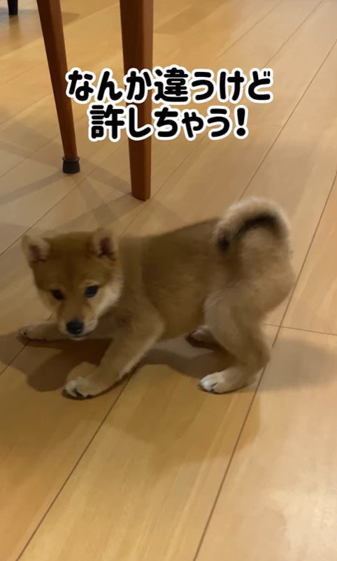 むぎちゃんのふせ8