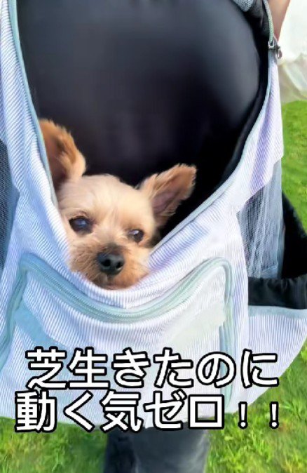 芝生に連れて行っても…