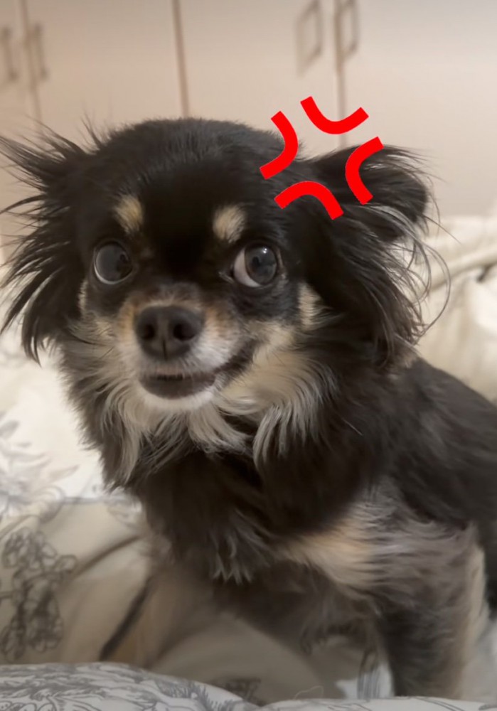 明らかにお怒りの犬