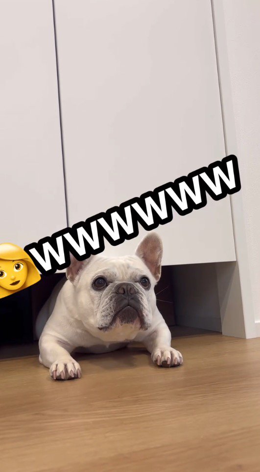 扉の下から飼い主を見つめる犬