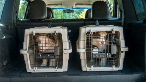 車の中のクレートに入る犬