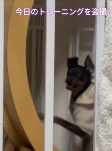 楽しそうに走る犬