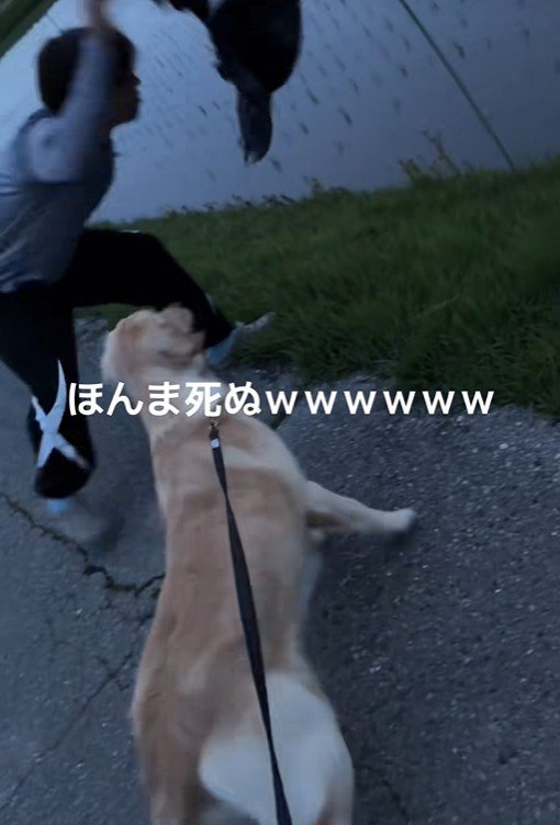 お散歩中のベイリーちゃんとパパ9