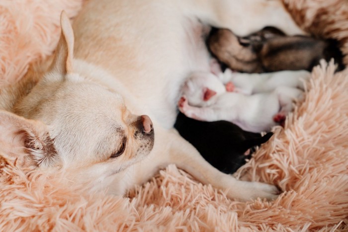 授乳中のチワワの母犬と生まれたばかりの子犬たち