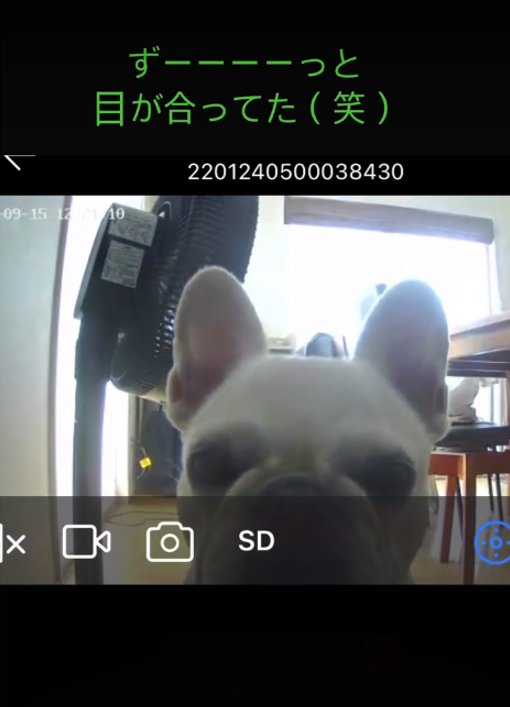 見つめる犬2