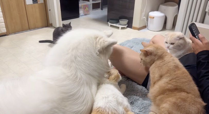 睨み合う猫