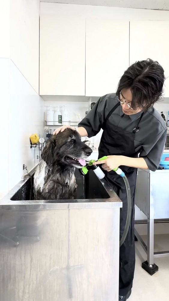 シャンプーで優しく洗われる大型犬