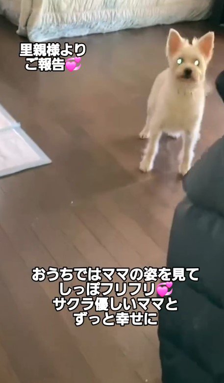 サクラちゃんの近況