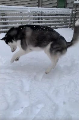 真っ白な雪景色