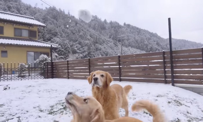 雪玉を狙う