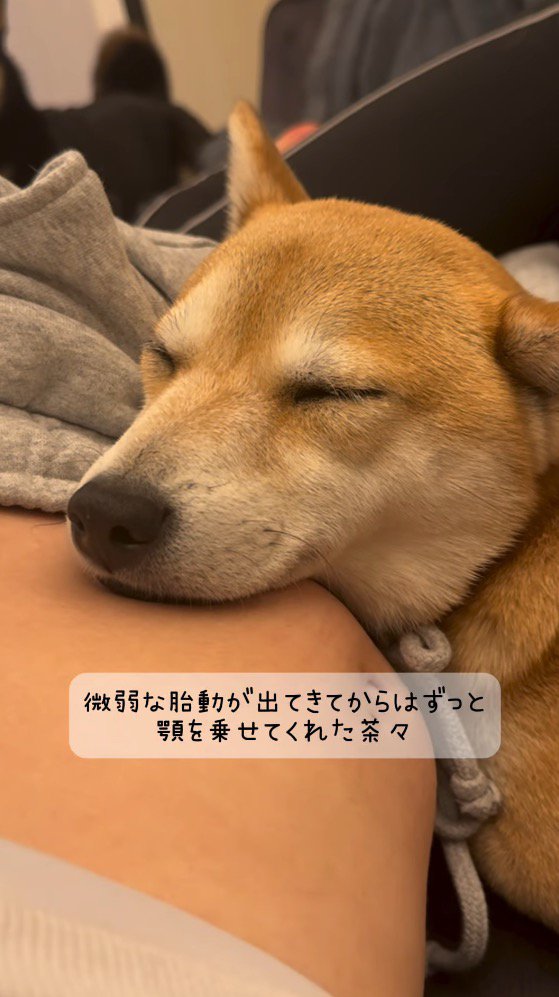 女性のお腹に顔を乗せる茶色い犬