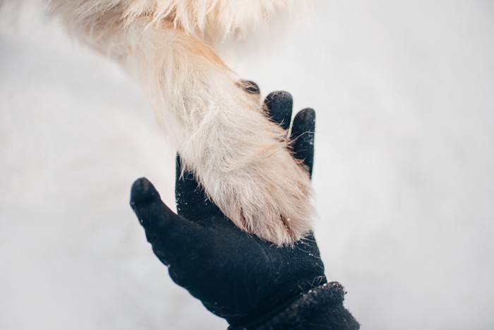 手をつなぐ飼い主と犬の手元