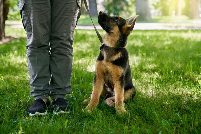 飼い主さんの横に座る犬