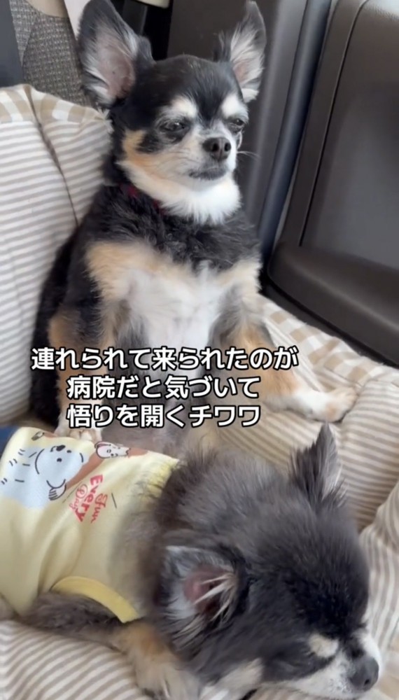背もたれに寄りかかって座る犬
