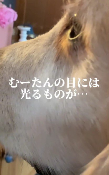 人形を見つめるむーたん