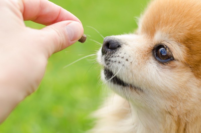 トリーツを見つめる犬