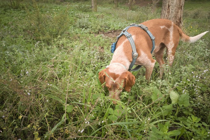 草むらで地面のニオイを嗅ぐ犬