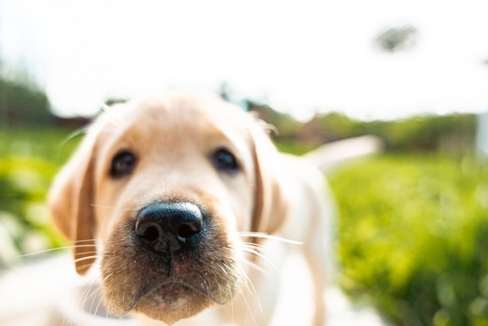 鼻を近づける子犬