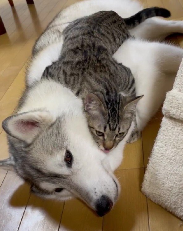 ユキちゃんは虚無顔に…!