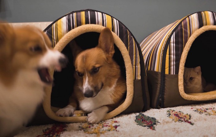 ベッドの横にいる犬と中にいる犬と猫