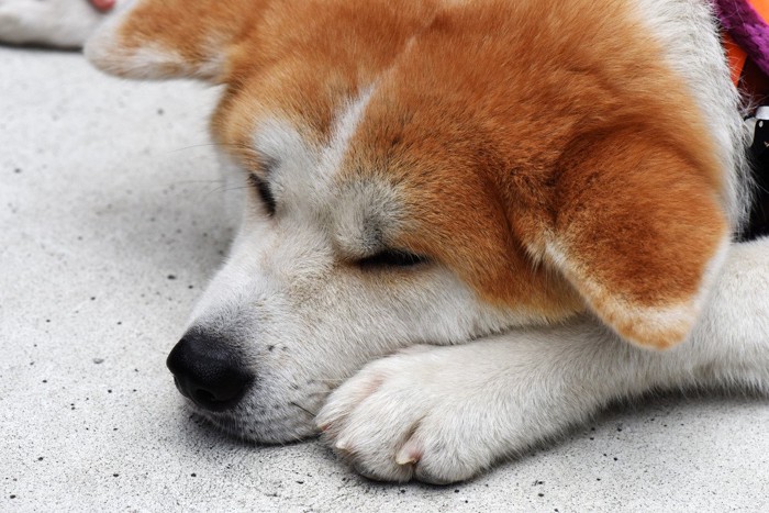 しょんぼりする秋田犬