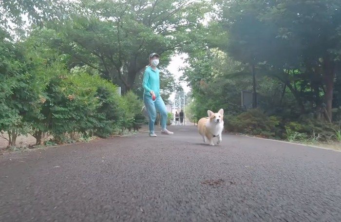 走ってくる犬